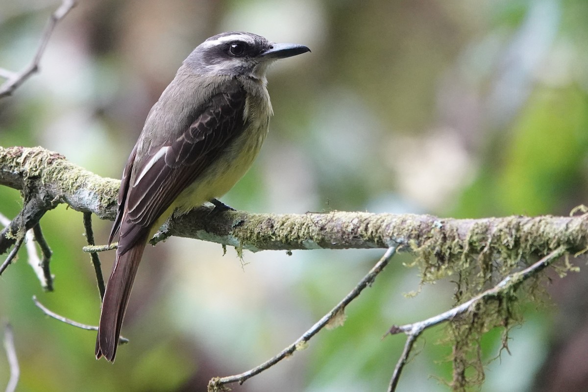 Golden-bellied Flycatcher - ML638043114