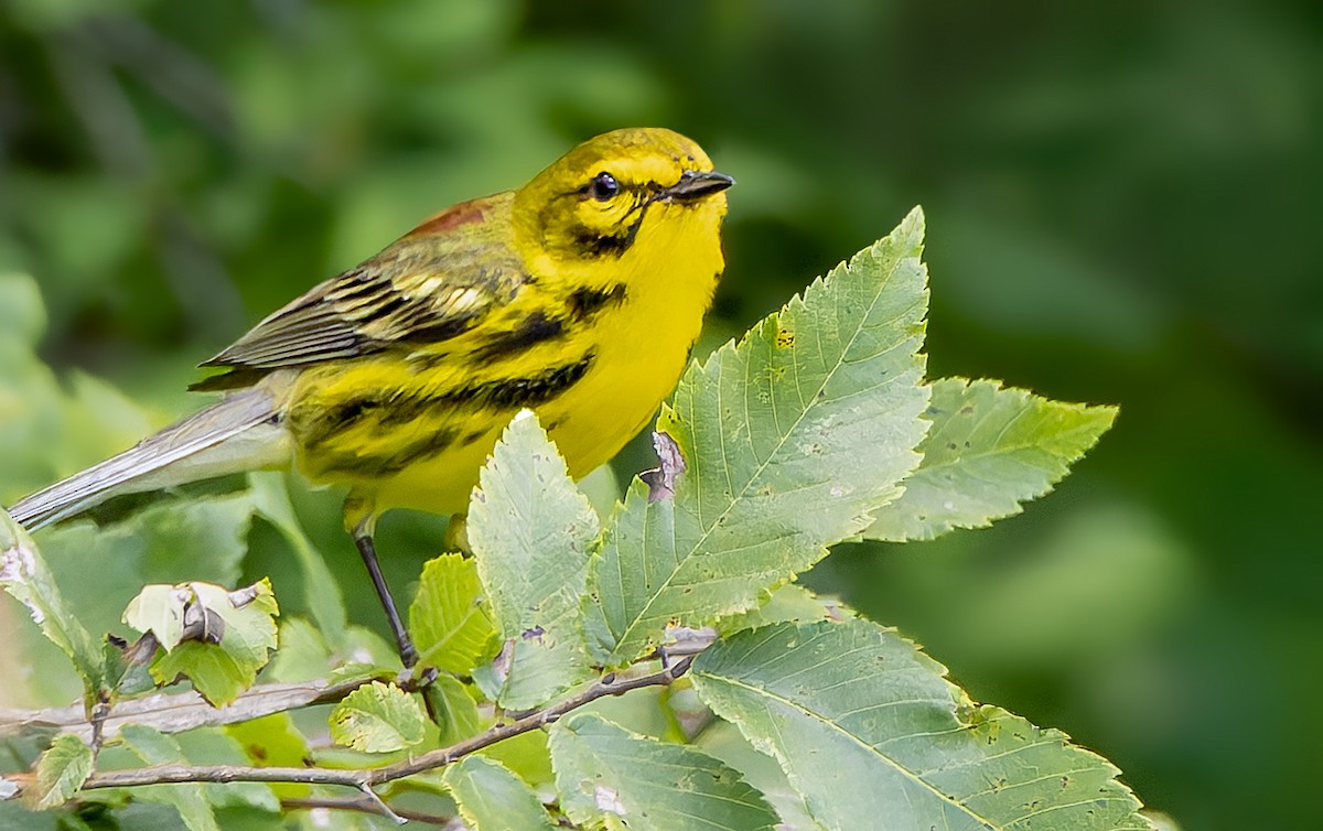 Prairie Warbler - ML638043155