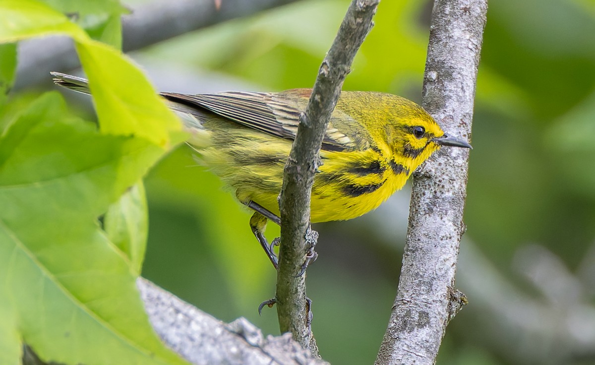 Prairie Warbler - ML638043159