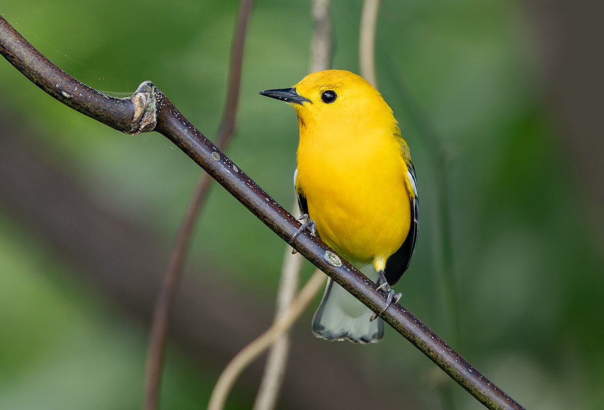 Prothonotary Warbler - ML638043180