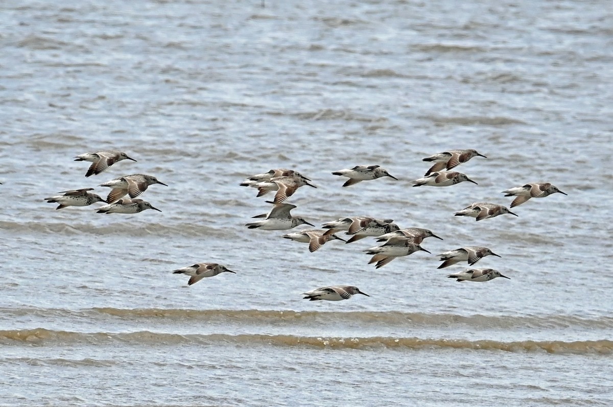 Great Knot - ML638043225