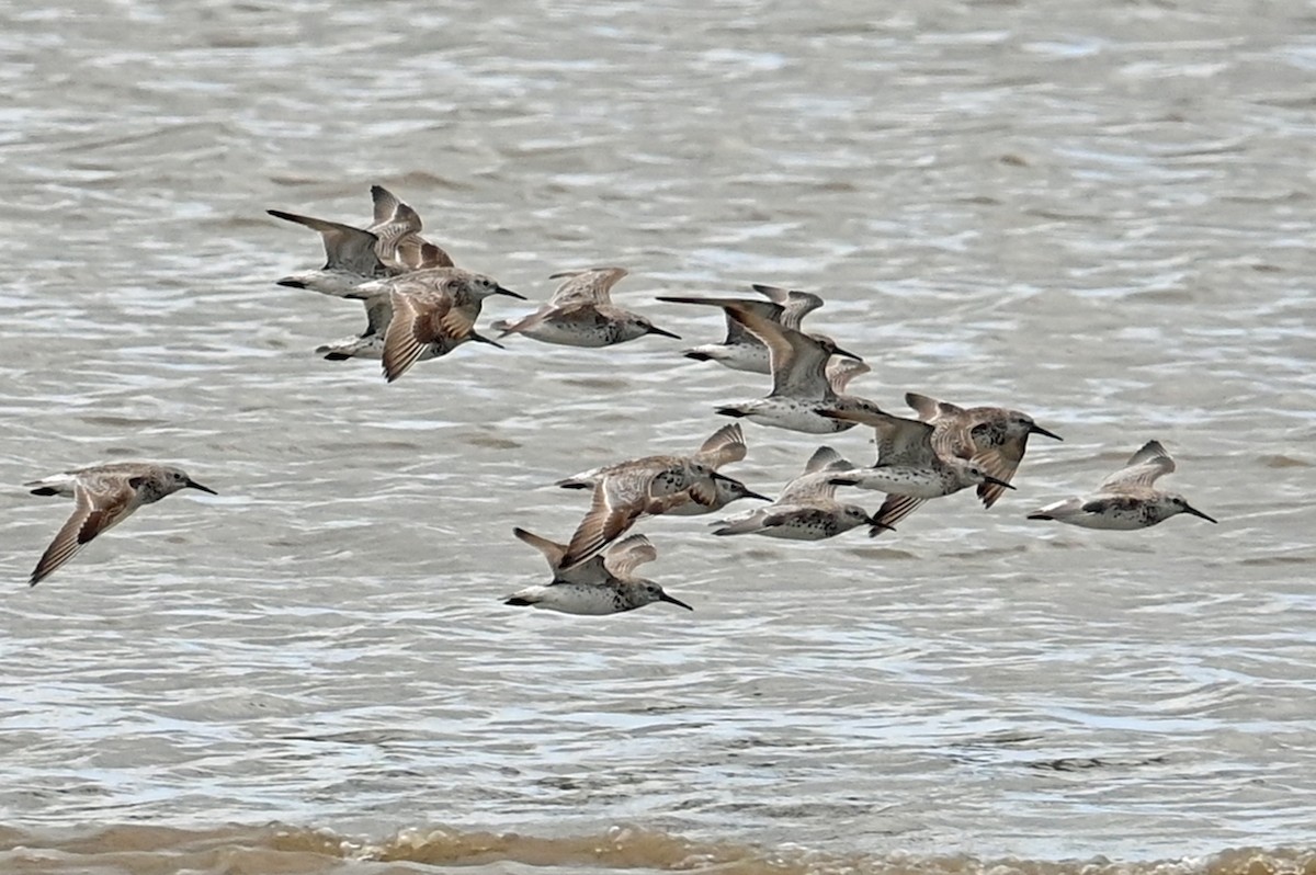 Great Knot - ML638043234
