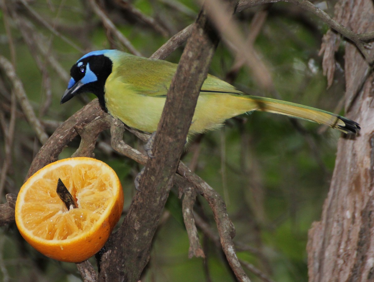 Green Jay - ML638043241