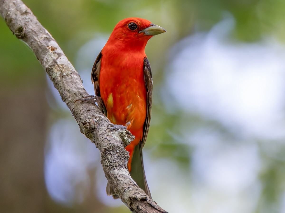 Scarlet Tanager - ML638043244