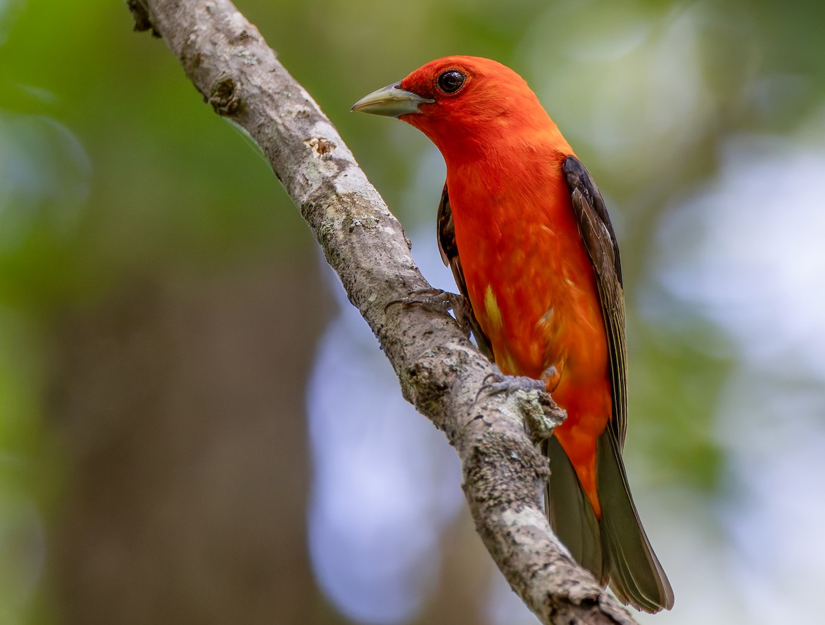 Scarlet Tanager - ML638043247