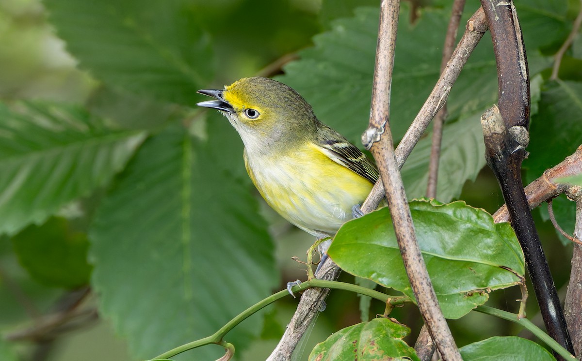 White-eyed Vireo - ML638043263