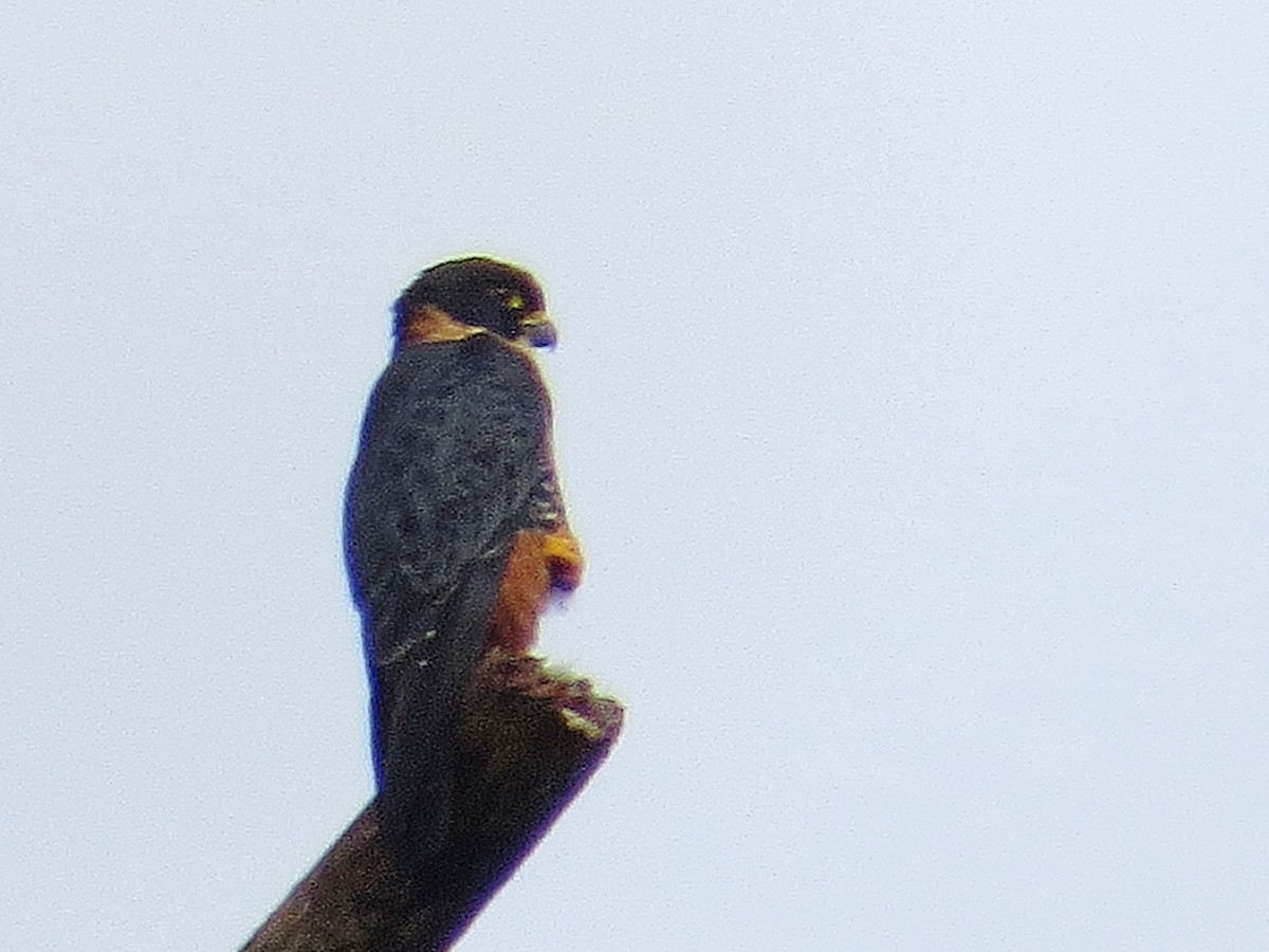 Bat Falcon - ML638043267
