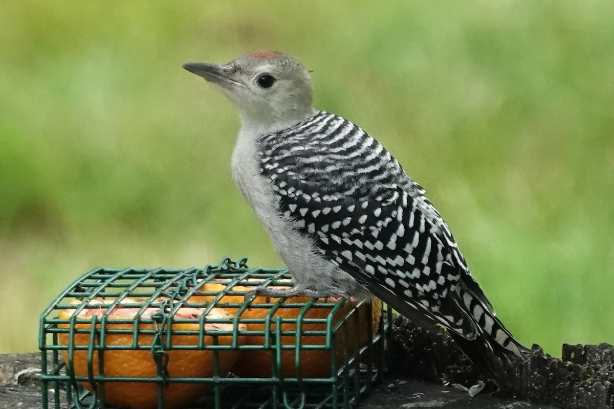 Red-bellied Woodpecker - ML638043269