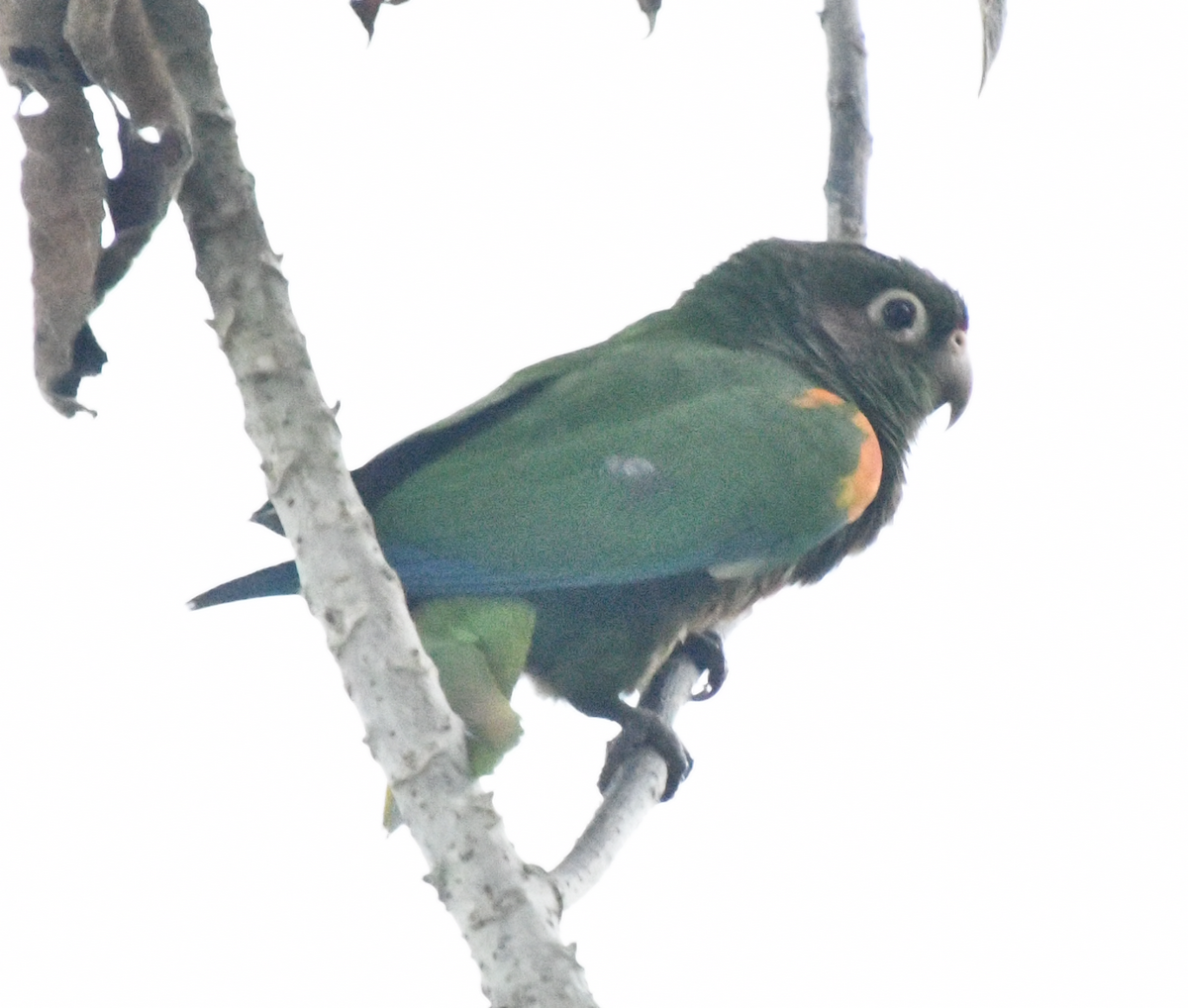 ミドリアカオウロコインコ - ML638043272
