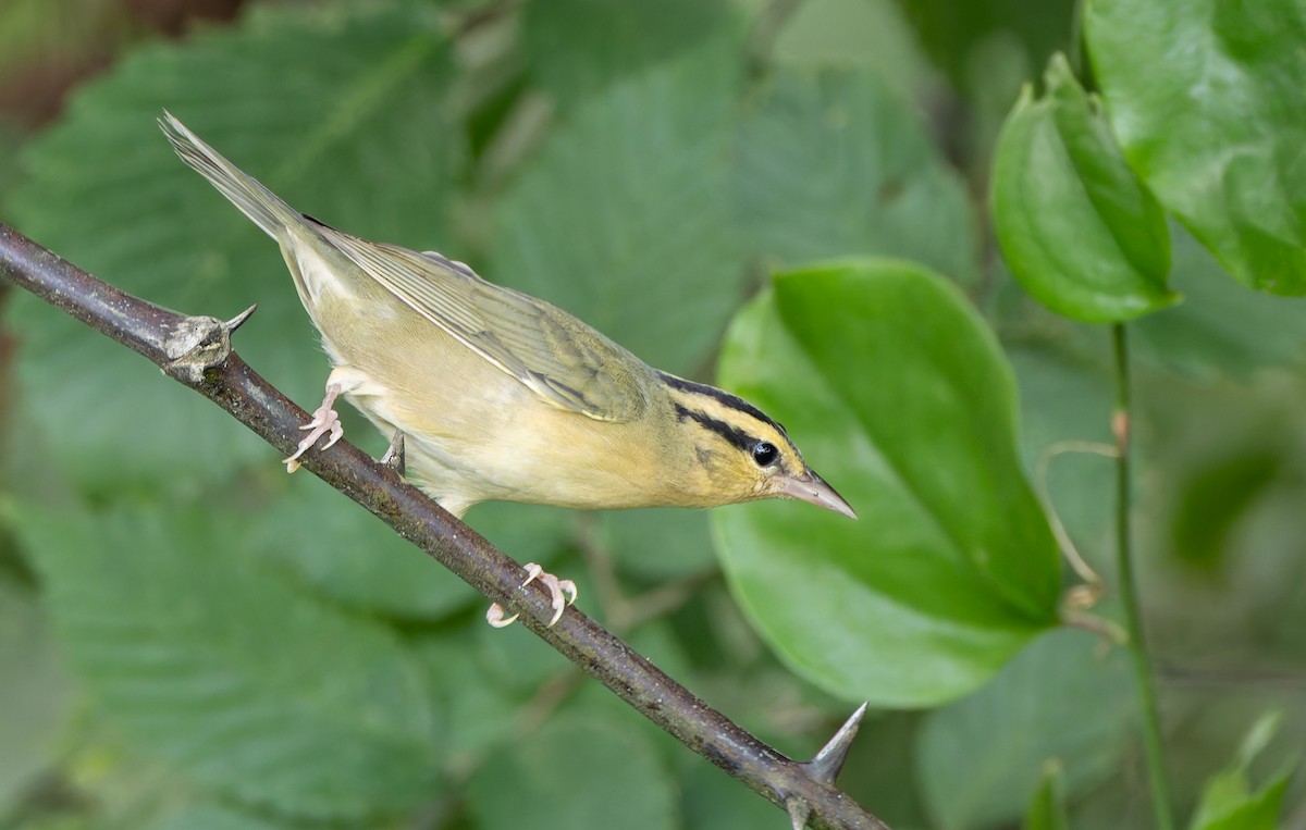 Worm-eating Warbler - ML638043275