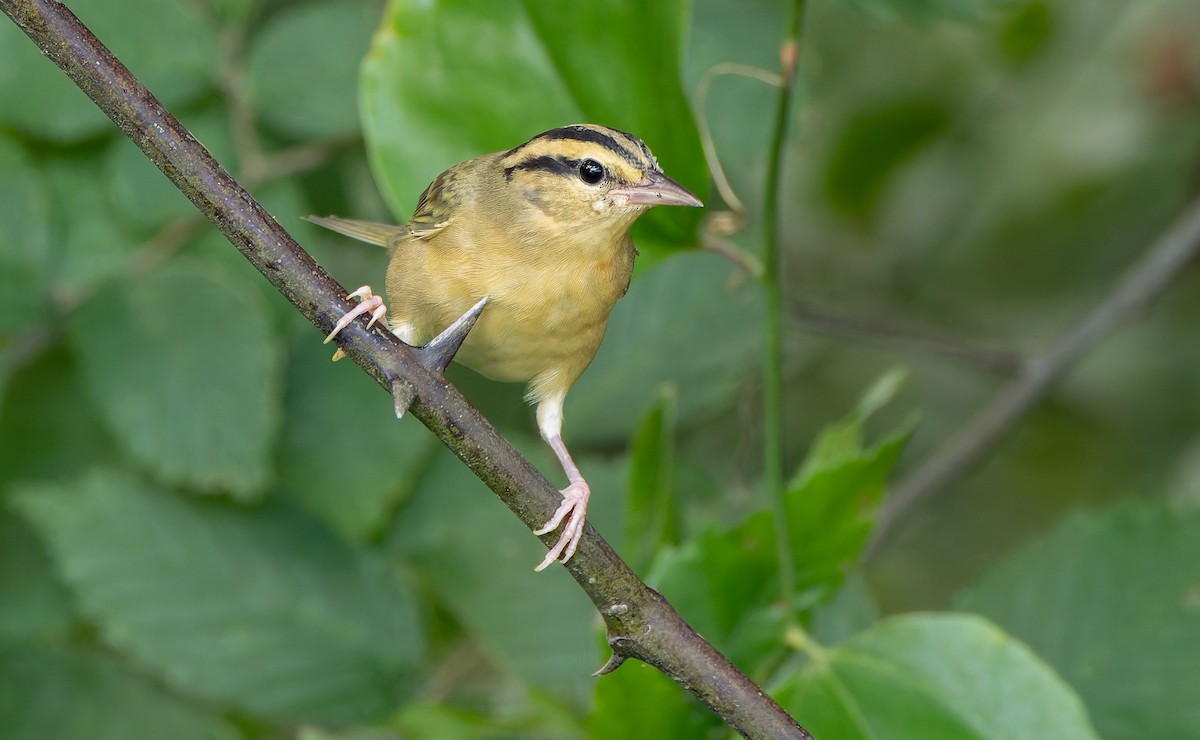 Worm-eating Warbler - ML638043279