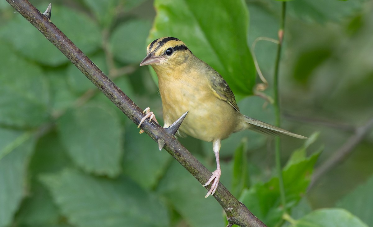 Worm-eating Warbler - ML638043284