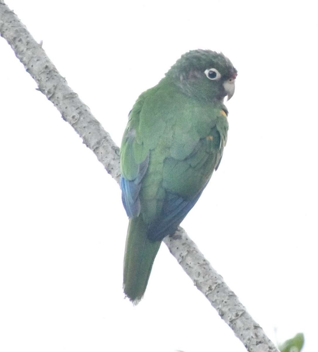 ミドリアカオウロコインコ - ML638043287