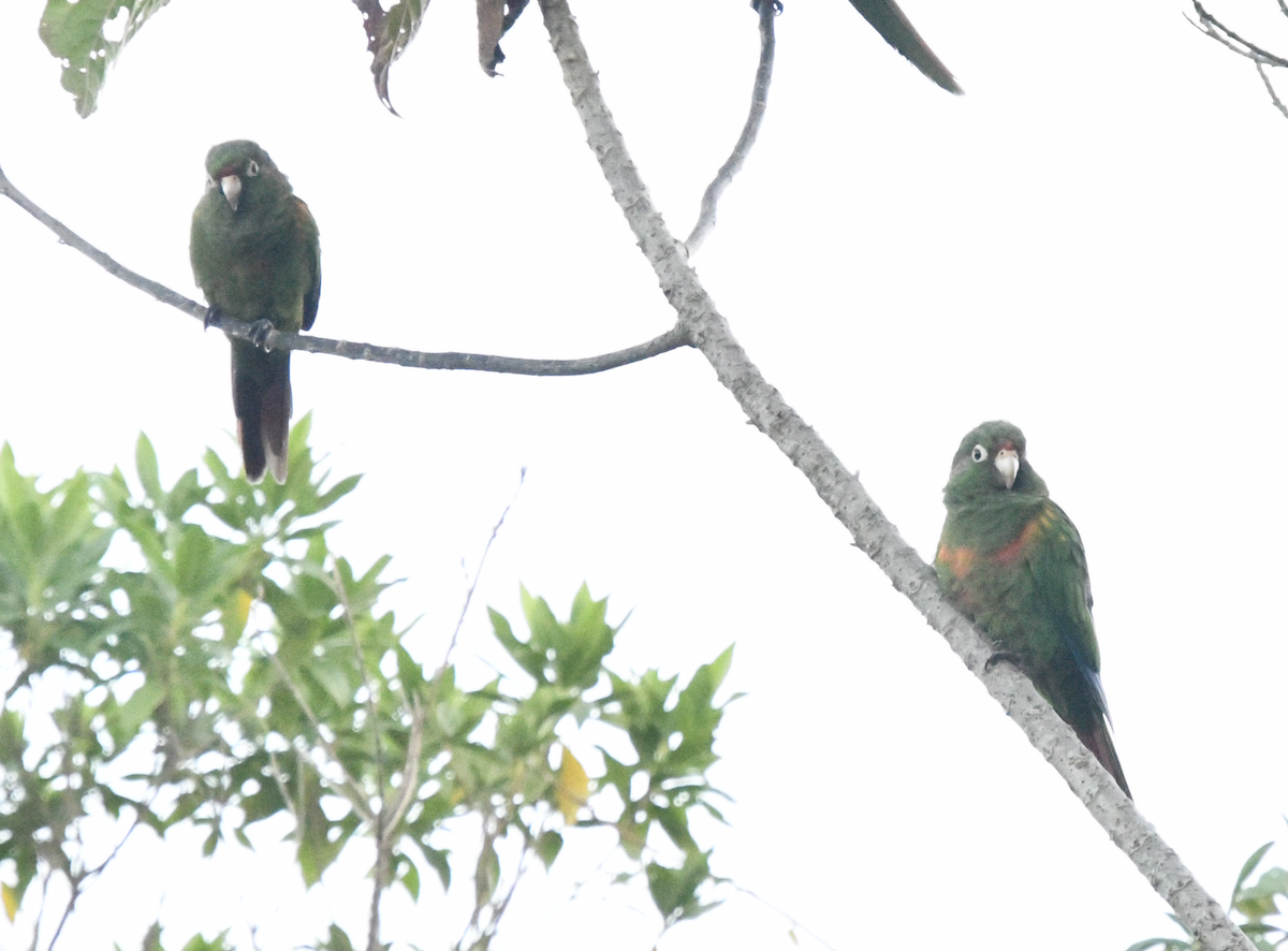 ミドリアカオウロコインコ - ML638043298