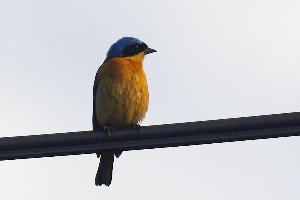 Fawn-breasted Tanager - ML638043315