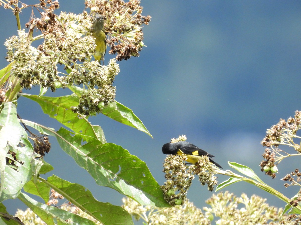 Yellow-bellied Siskin - ML638043338