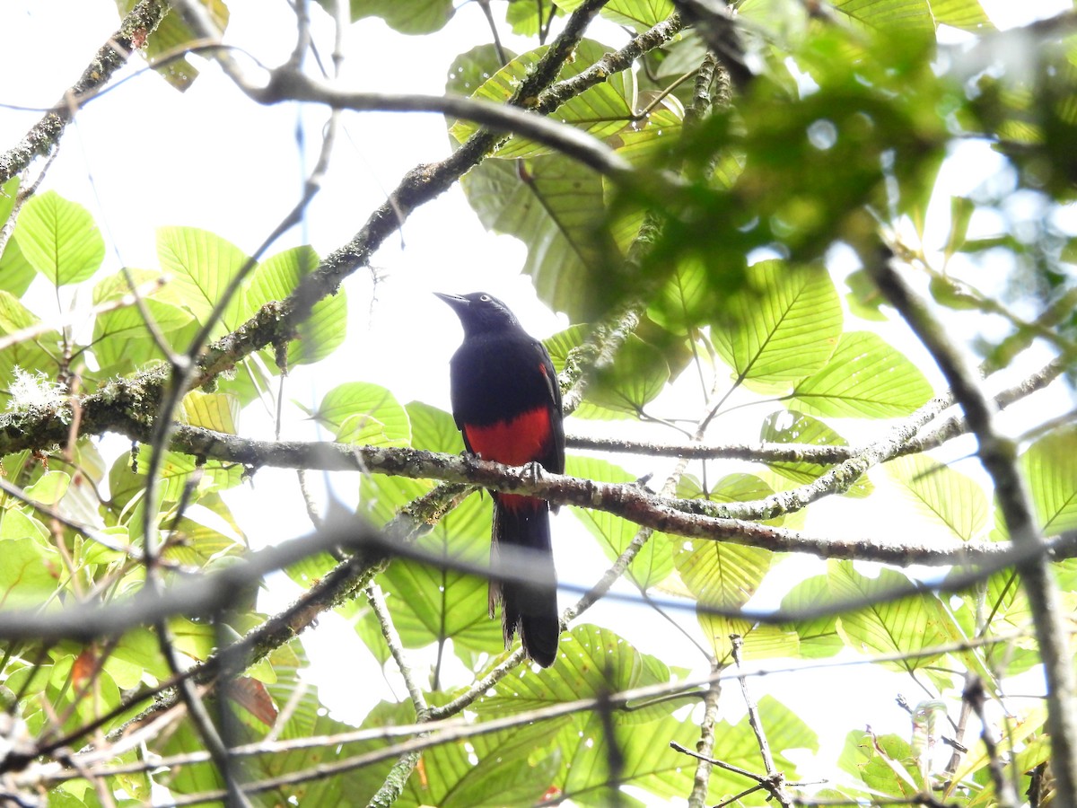 Red-bellied Grackle - ML638043349