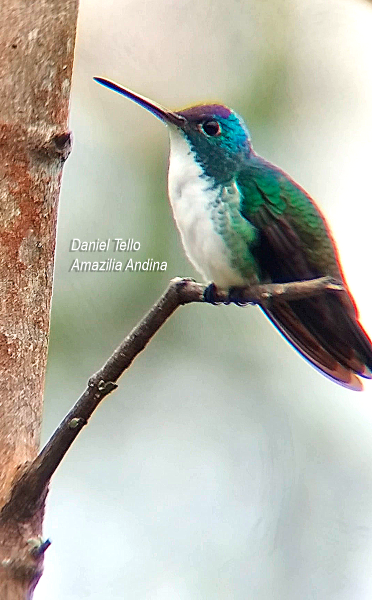 kolibřík andský - ML638043353