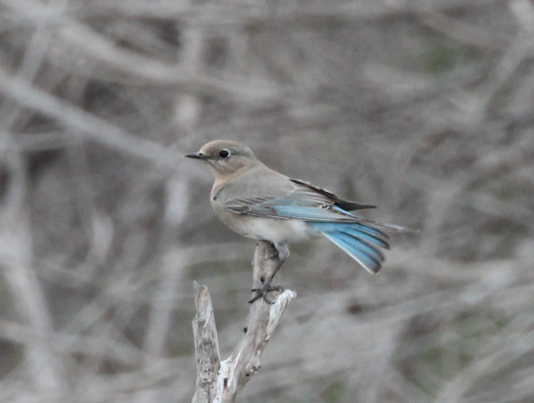 Mountain Bluebird - ML638043384