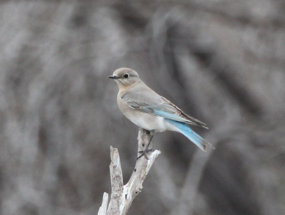 Mountain Bluebird - ML638043385