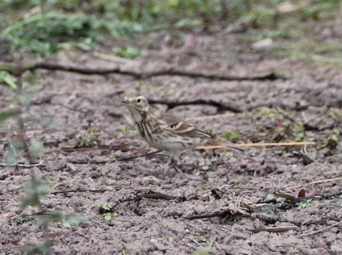 American Pipit - ML638043389