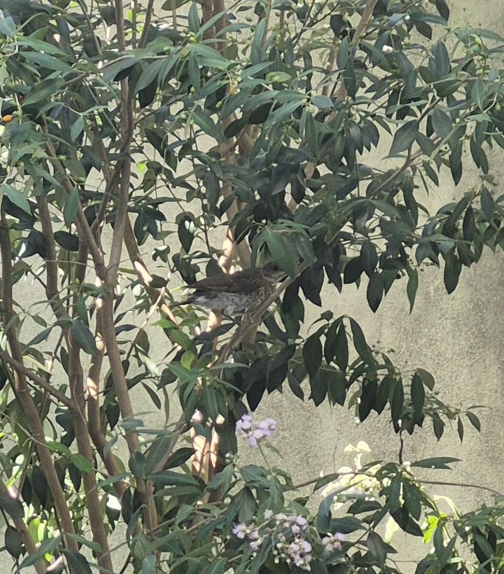 Creamy-bellied Thrush - ML638043395