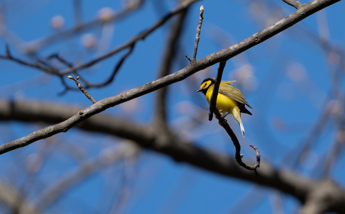 Hooded Warbler - ML638043474