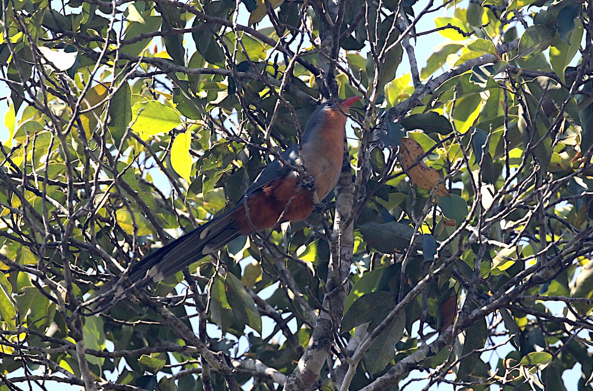 Red-billed Malkoha - ML638043492