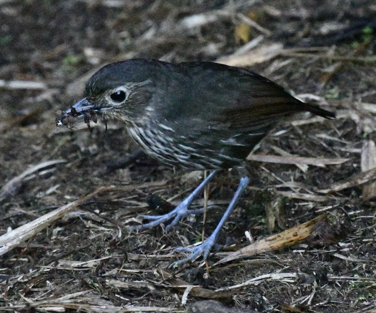 Santa Marta Antpitta - ML638043493