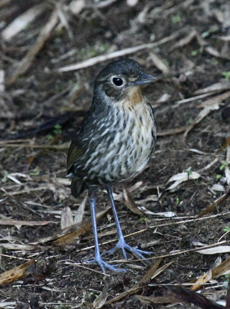 Santa Marta Antpitta - ML638043512