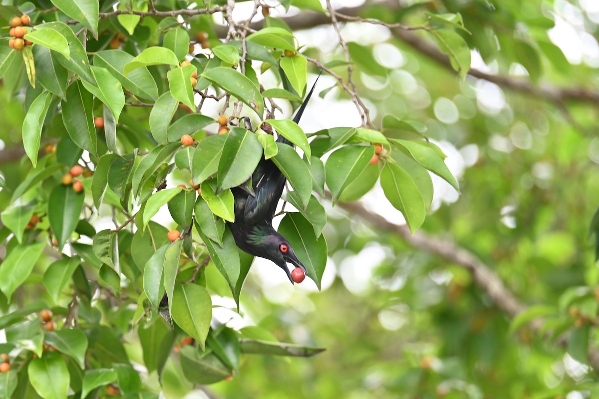 Metallic Starling - ML638043573