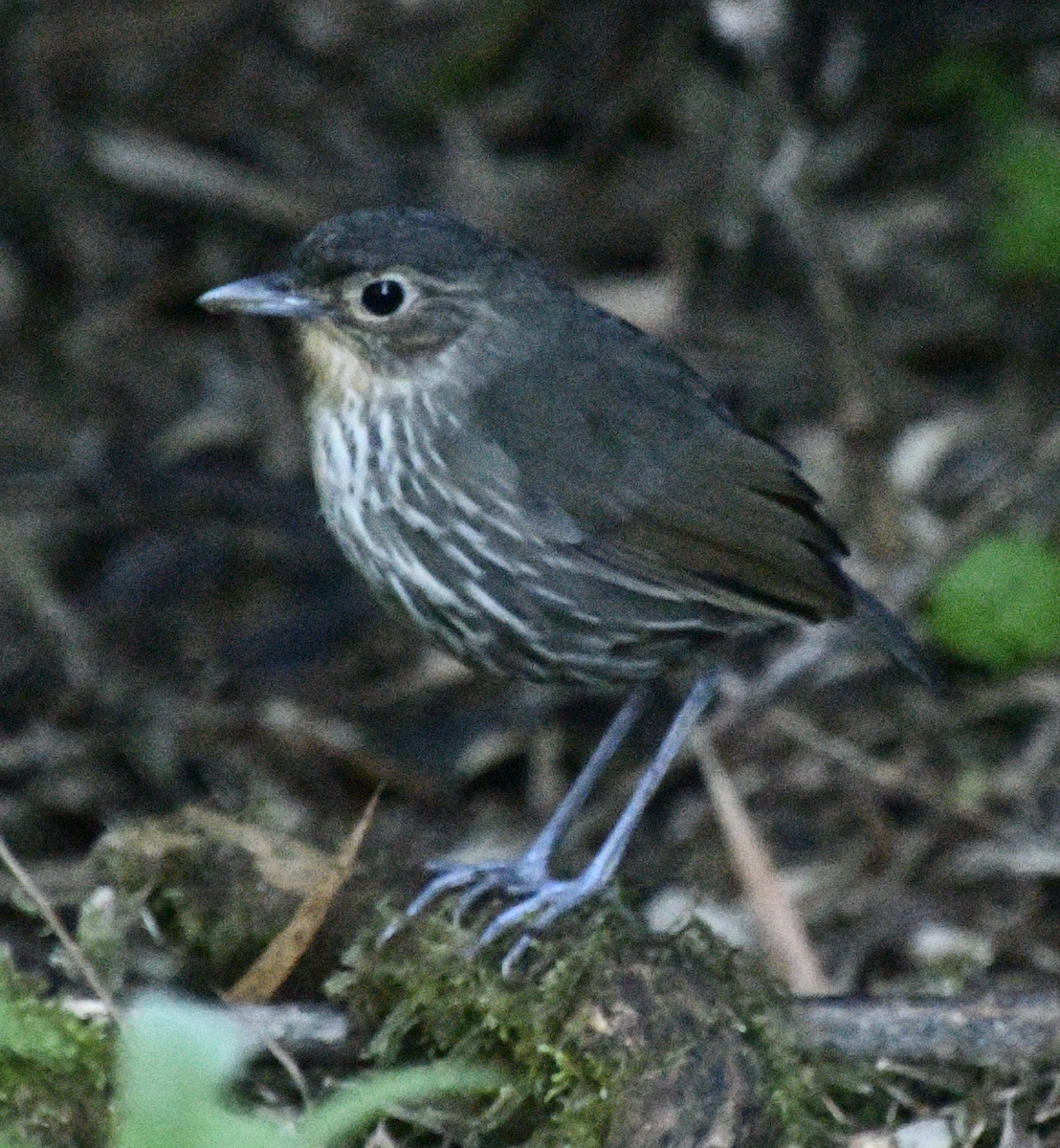Santa Marta Antpitta - ML638043613