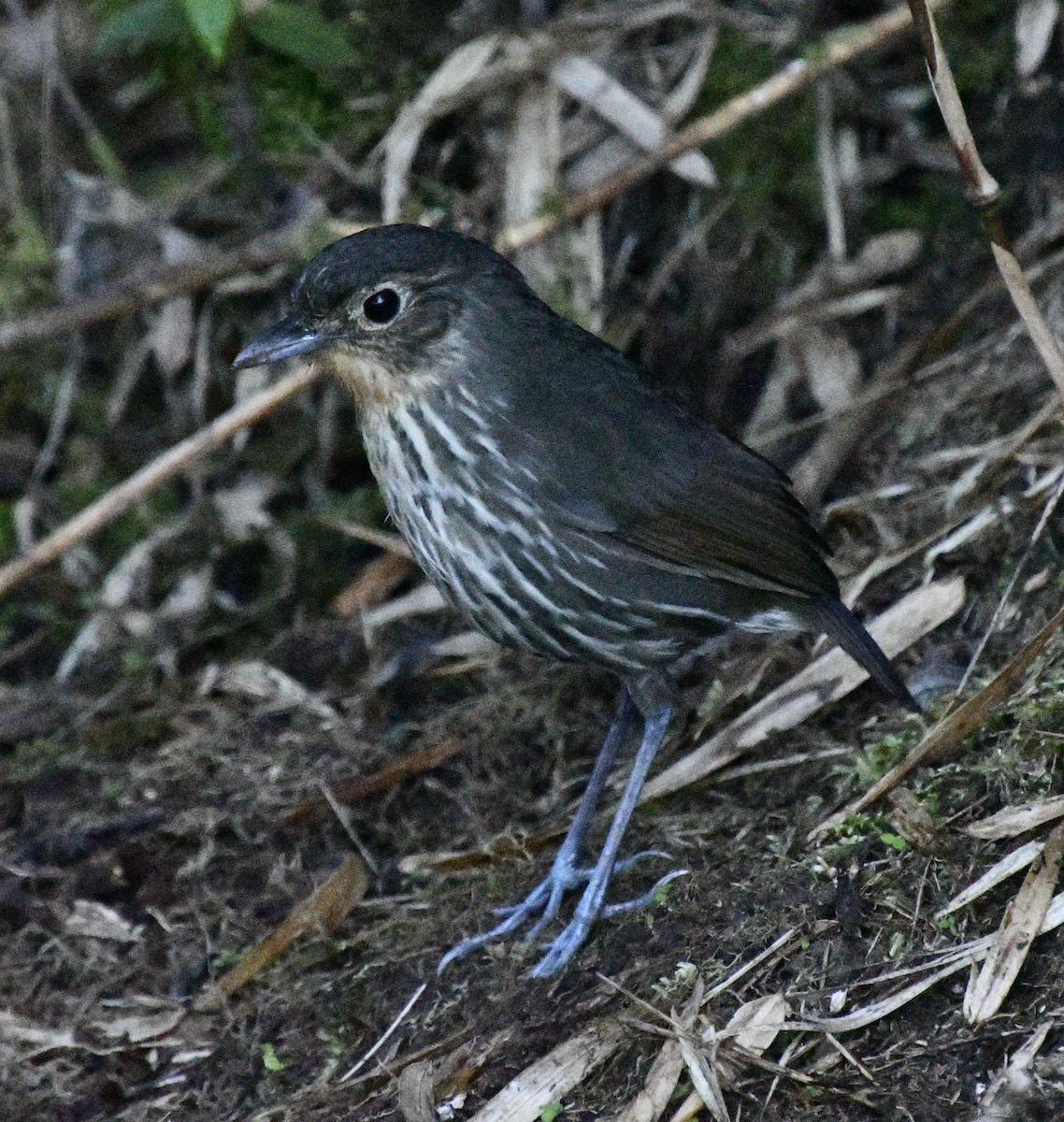 Santa Marta Antpitta - ML638043614