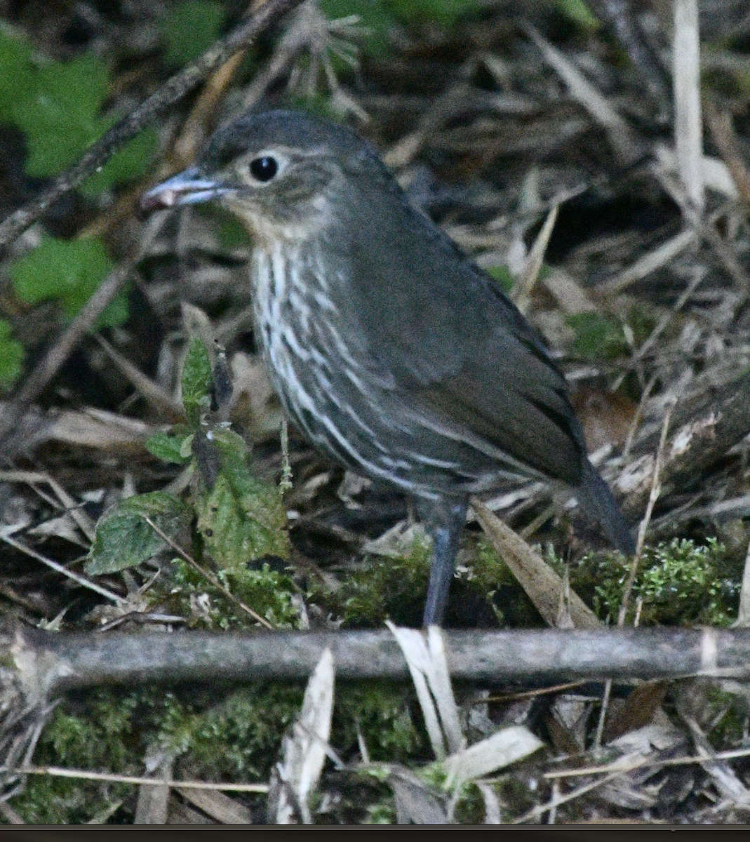 Santa Marta Antpitta - ML638043615