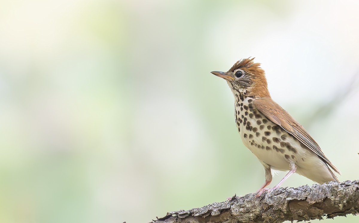Wood Thrush - ML638043624