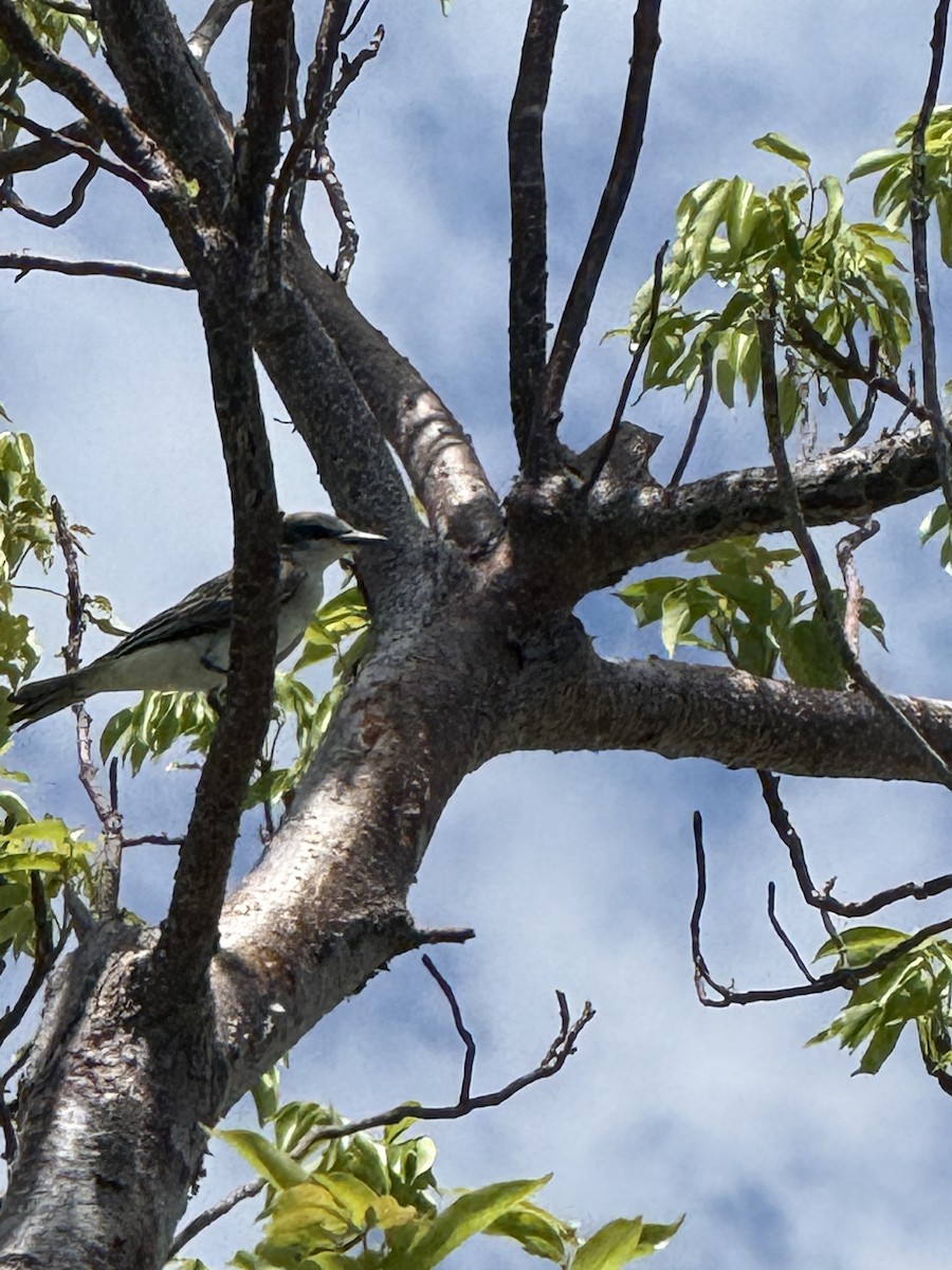 Gray Kingbird - ML638043654