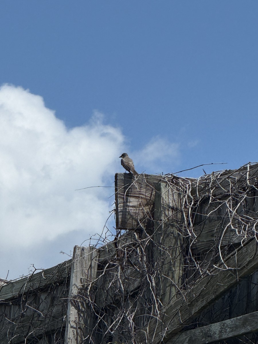 Gray Kingbird - ML638043655