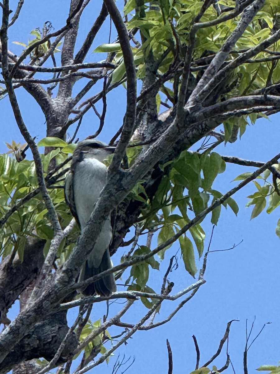 Gray Kingbird - ML638043656
