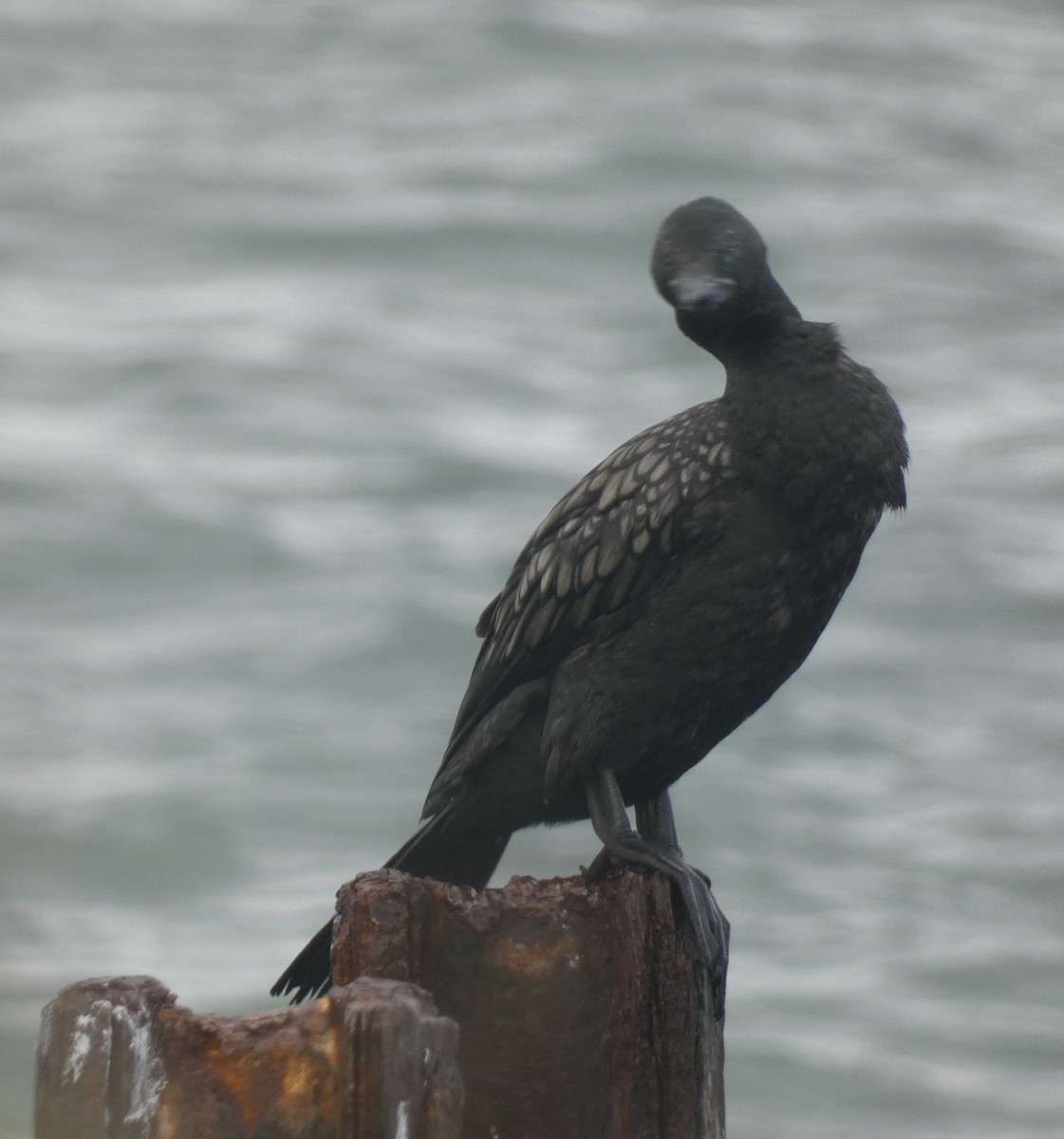 Cormoran noir - ML638043657