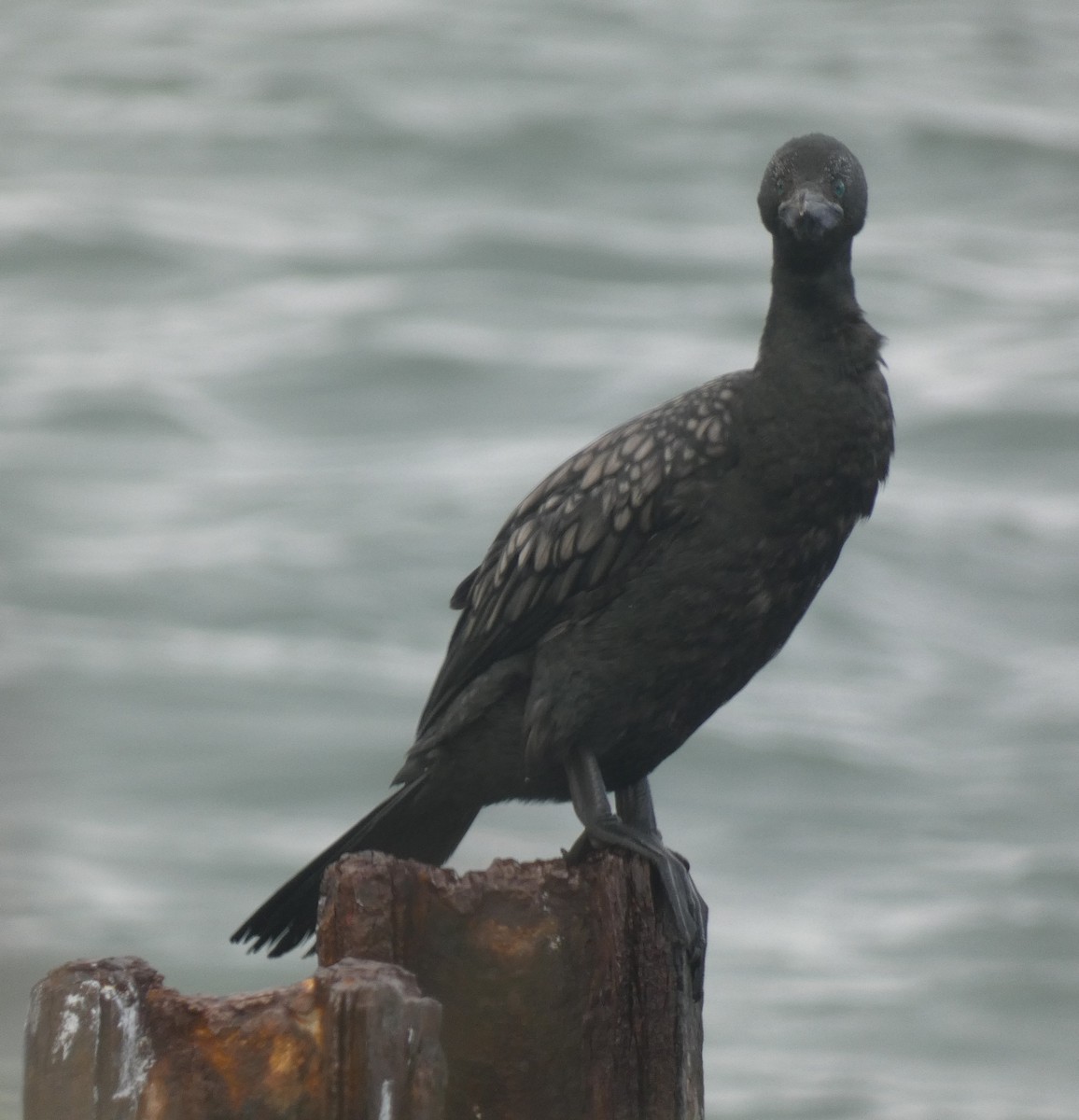 Cormoran noir - ML638043658