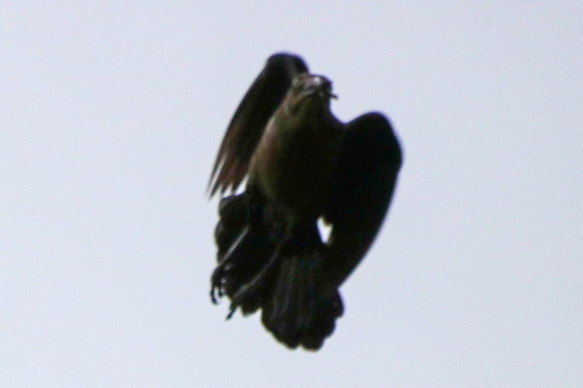 Melodious Blackbird - ML638043669
