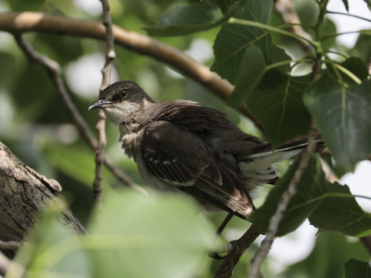 Northern Mockingbird - ML638043698