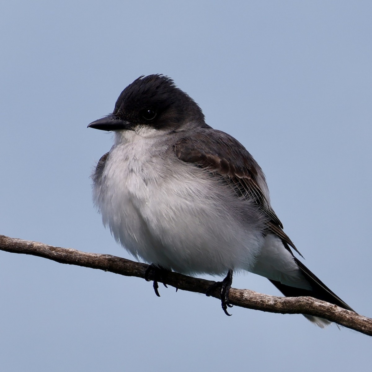 Eastern Kingbird - ML638043712