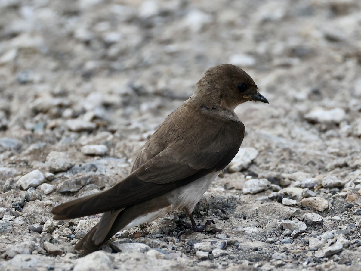 Northern Rough-winged Swallow - ML638043723