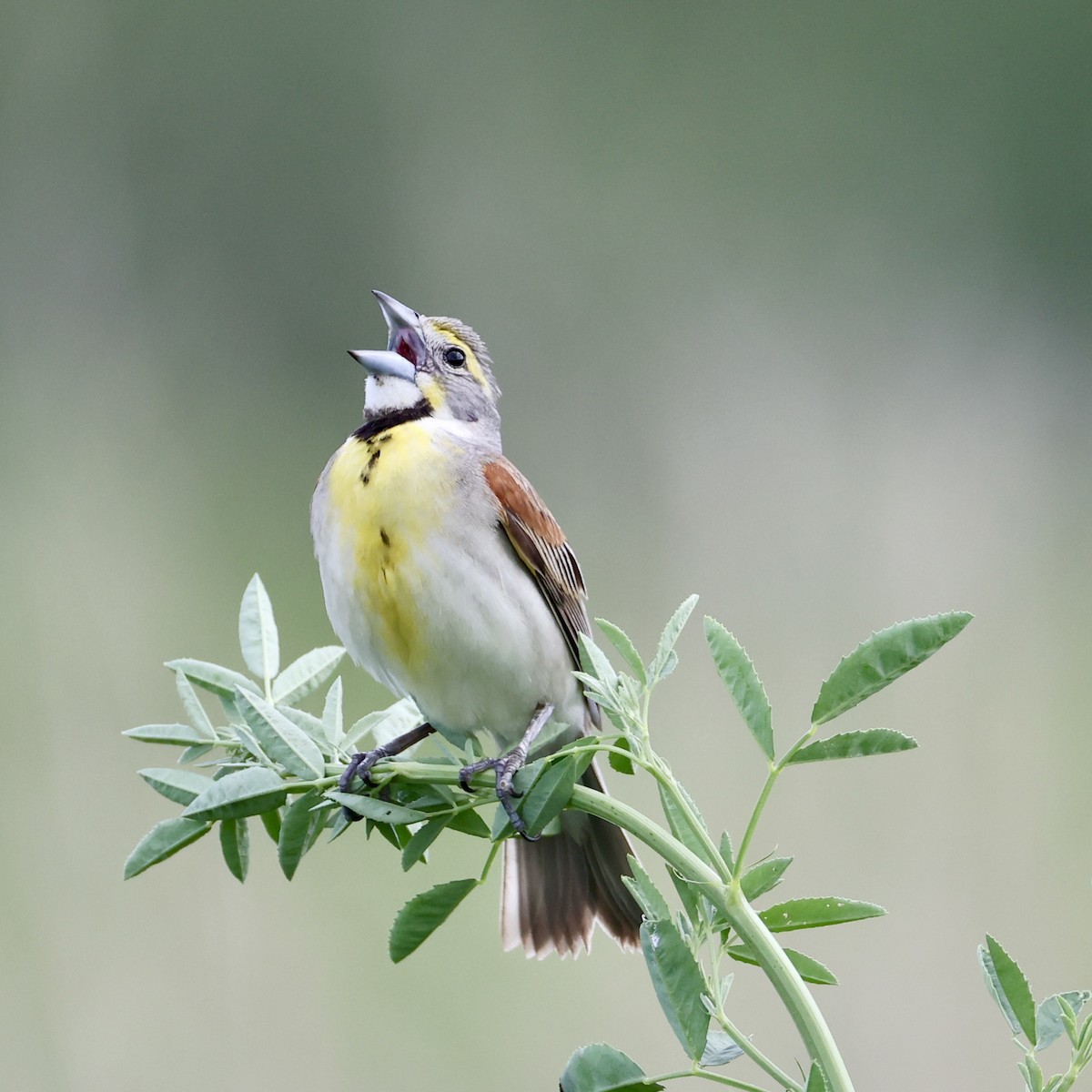 Dickcissel - ML638043734