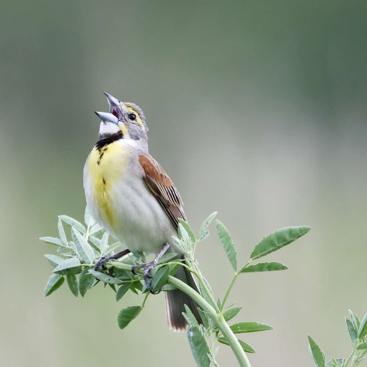 Dickcissel - ML638043738