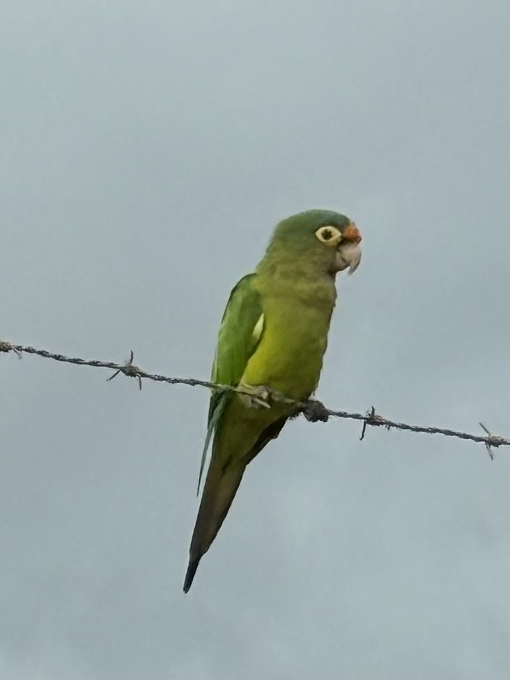 メキシコインコ - ML638043742