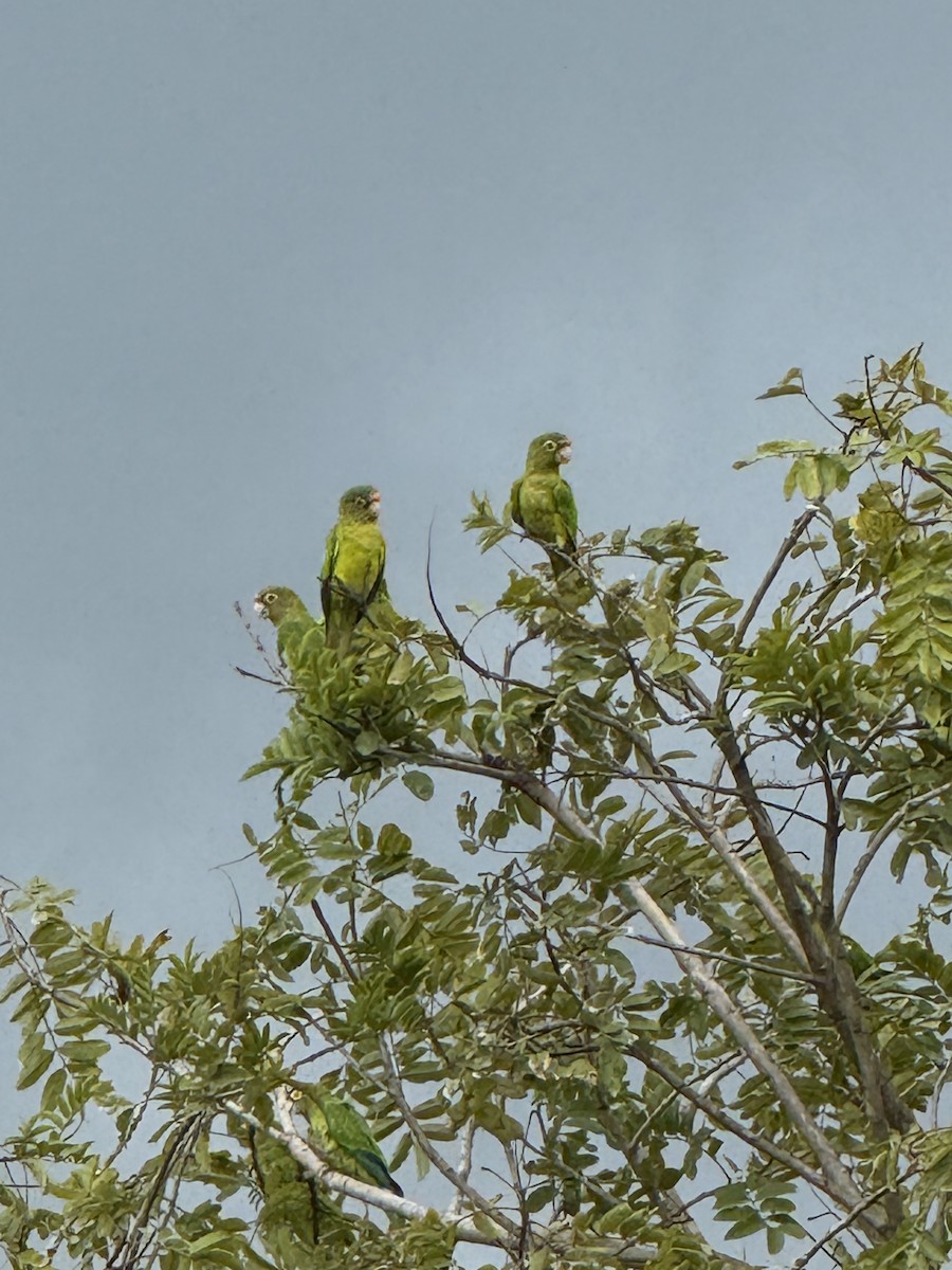 メキシコインコ - ML638043743