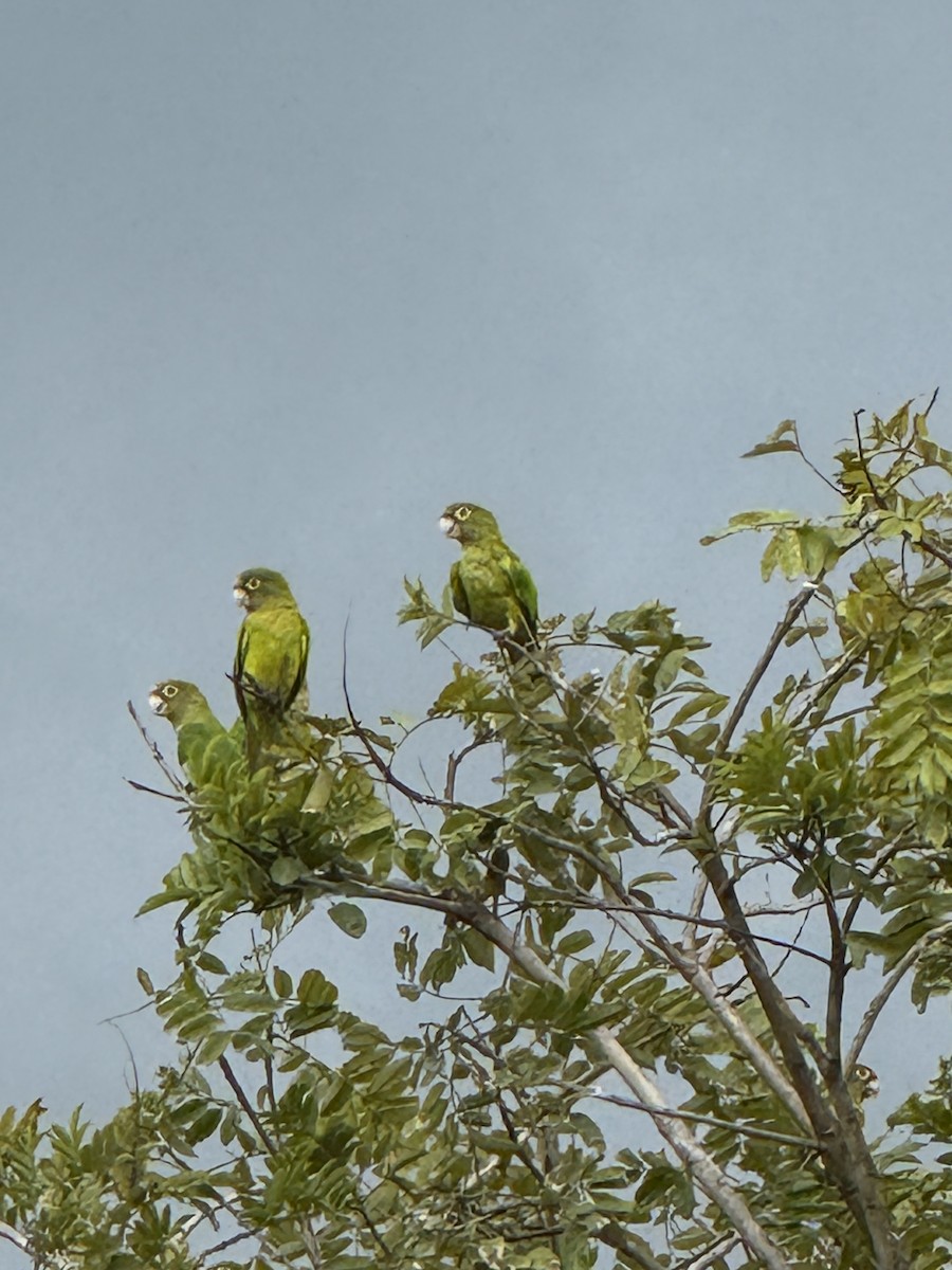 メキシコインコ - ML638043745