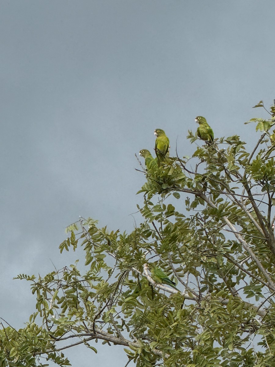 メキシコインコ - ML638043746